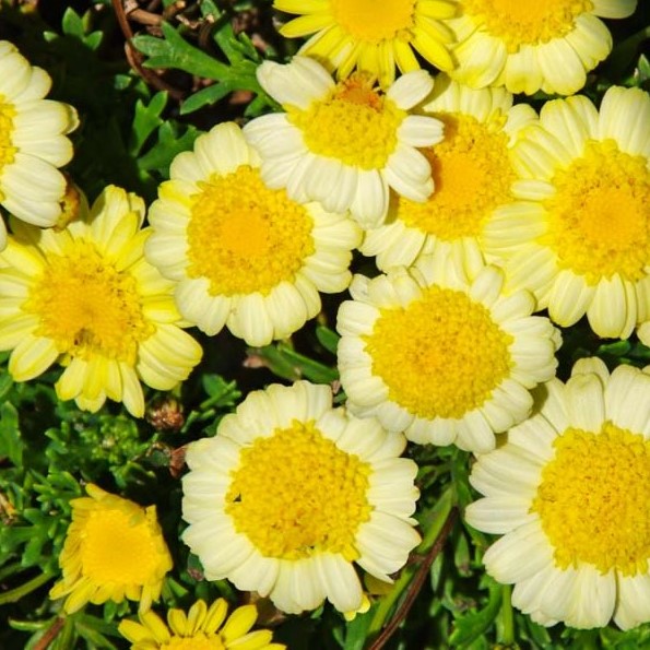 Sassy Yellow Color Argyranthemum Sassy Yellow - Greenleaf Nurseries