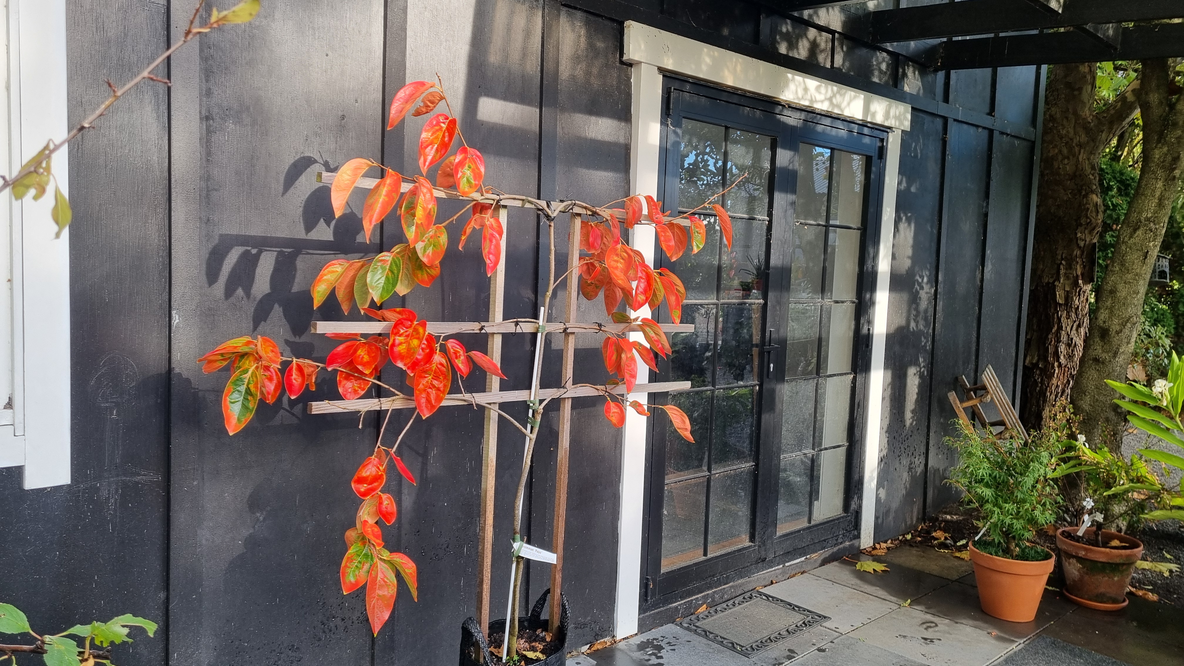 Persimmon Fuyu Espalier