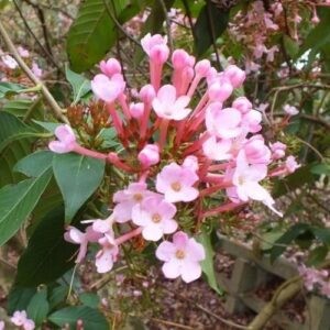 Luculia grat. Early Dawn - pb6.5 (40/60)
