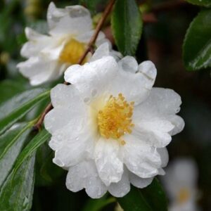 Camellia setsugeka - 1.3m , bushy