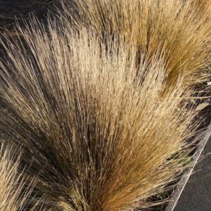 Chionochloa rubra, Red Tussock Grass - Pb5/6.5