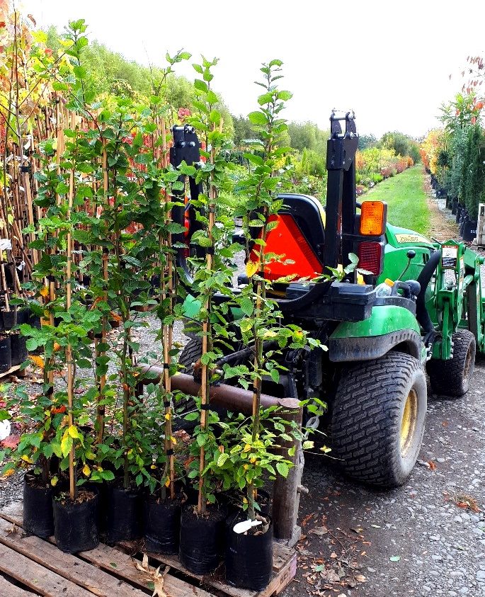 Carpinus betulus, Hornbeam - Pb6.5 (60/70) - Image 2
