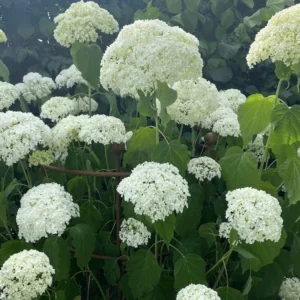 Hydrangea Annabelle - Pb5/Pb6.5 (30/40)