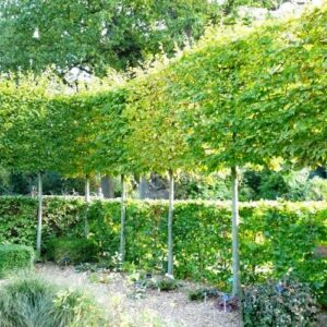 Carpinus betulus, Hornbeam - Pb6.5 (60/70)