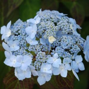 Hydrangea Blue Deckle - Pb6.5 (30/40)