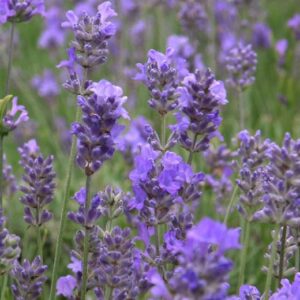 Lavandula angustifolia Hidcote Blue - Pb5
