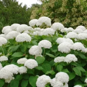 Hydrangea Grandad - Pb5/Pb6.5