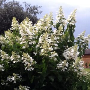 Hydrangea Levana - 3.5Ltr (70/100)