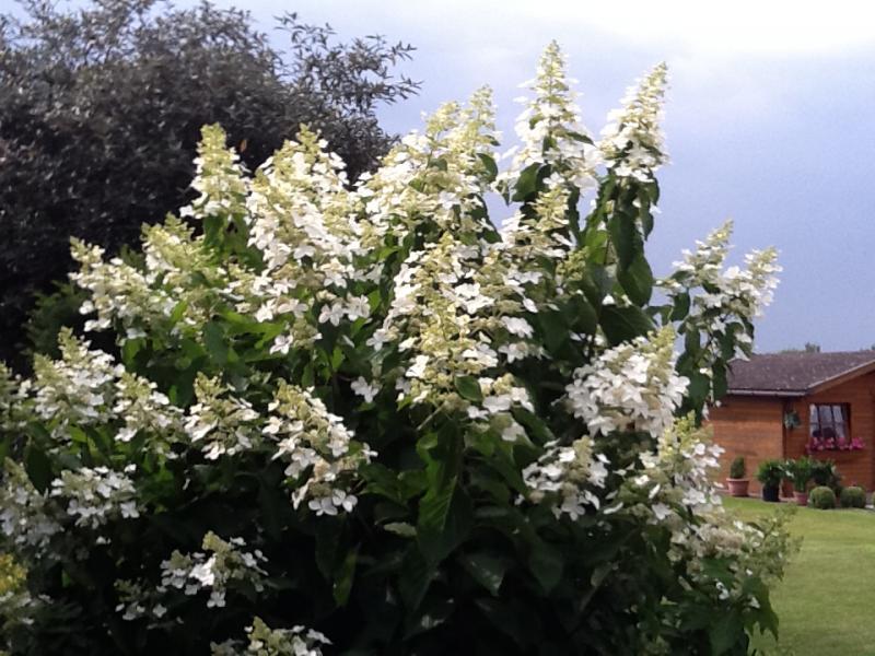 Hydrangea Levana - 3.5Ltr (70/100)