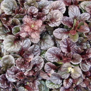 Ajuga Outta Space, Bugle Flower - 2Ltr