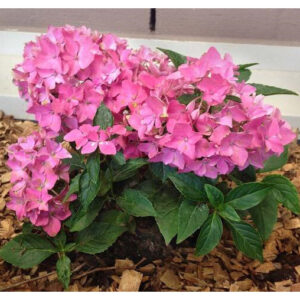 Hydrangea Piamina - Pb6.5/3.5Ltr