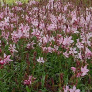 Gaura sisk. Pink - 1.5ltr (15/20)