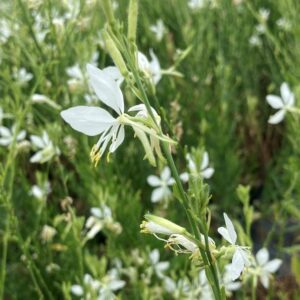 Gaura So White - 2Ltr (60)