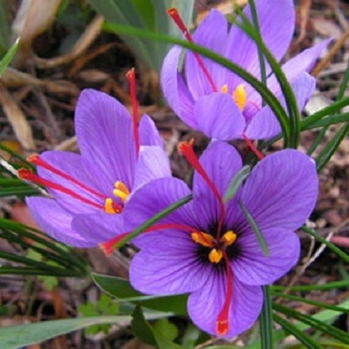 Crocus sativus, Saffron Crocus - Pot
