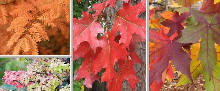 TreatMe Special - Ornamental tree deal - Image 3