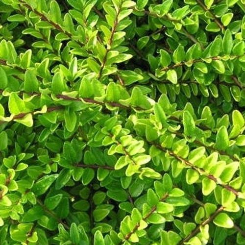 Lonicera nitida - Pb3/4