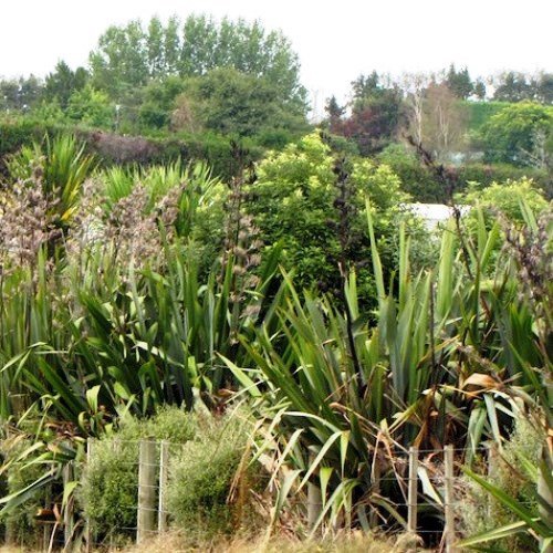 Native Plant Pack - 50 Plants