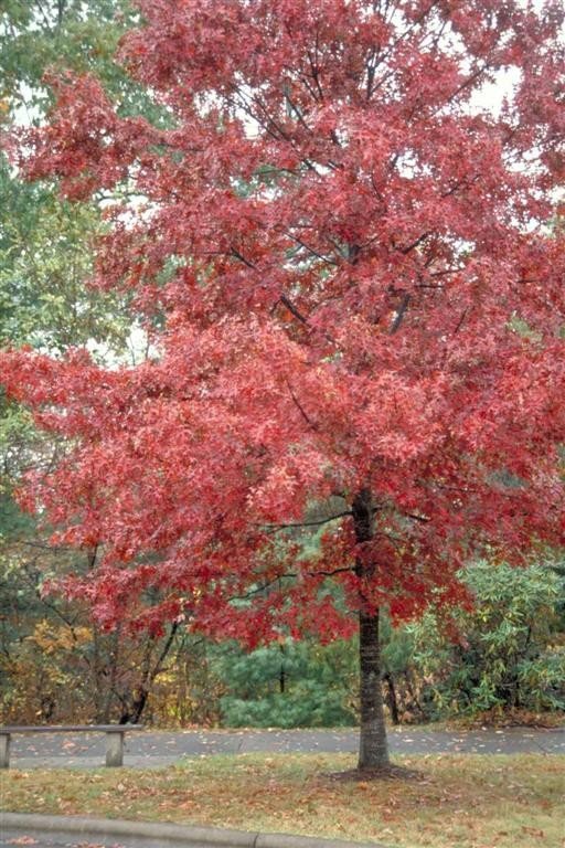 Pin Oak Tree Pack 20 trees