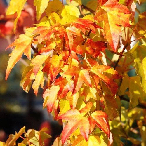 Acer buergerianum, Trident Maple - 35Ltr/45Ltr