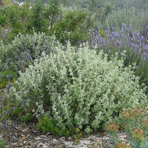 Ballota pseudodictamnus, Greek Horehound - Pot - Image 2