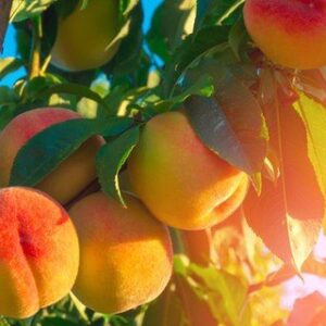 TreatMe Special - Fruit trees 14 Varieties