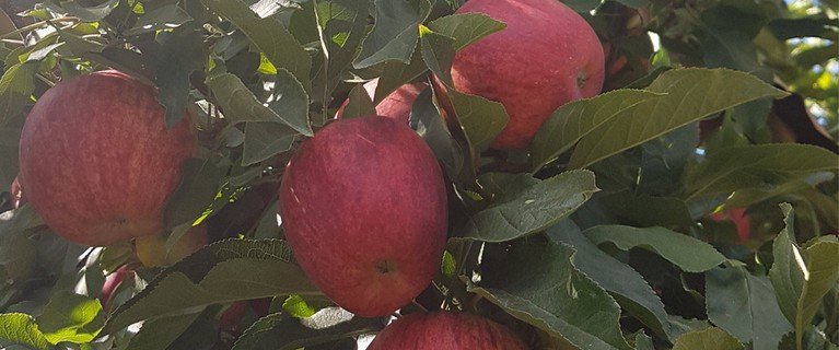 Royal Gala Apples - $27 for 4kg including delivery North Island.
