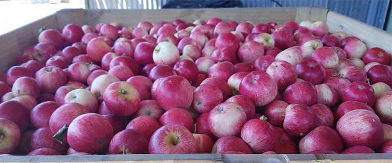 Royal Gala Apples - $27 for 4kg including delivery North Island. - Image 2