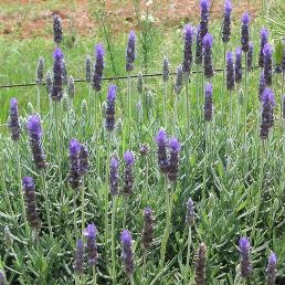 Lavandula dentata - 1Ltr