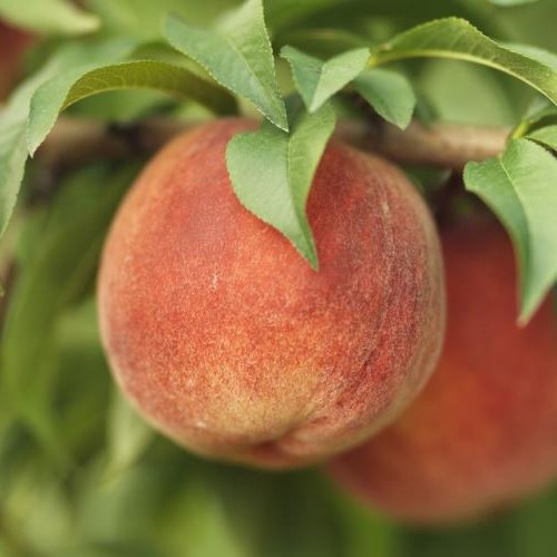 Peach Peacherine - Pb18