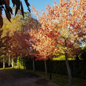 TreatMe Special - Ornamental tree deal