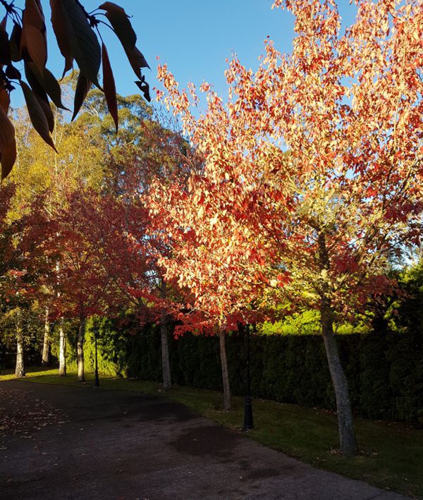 TreatMe Special - Ornamental tree deal