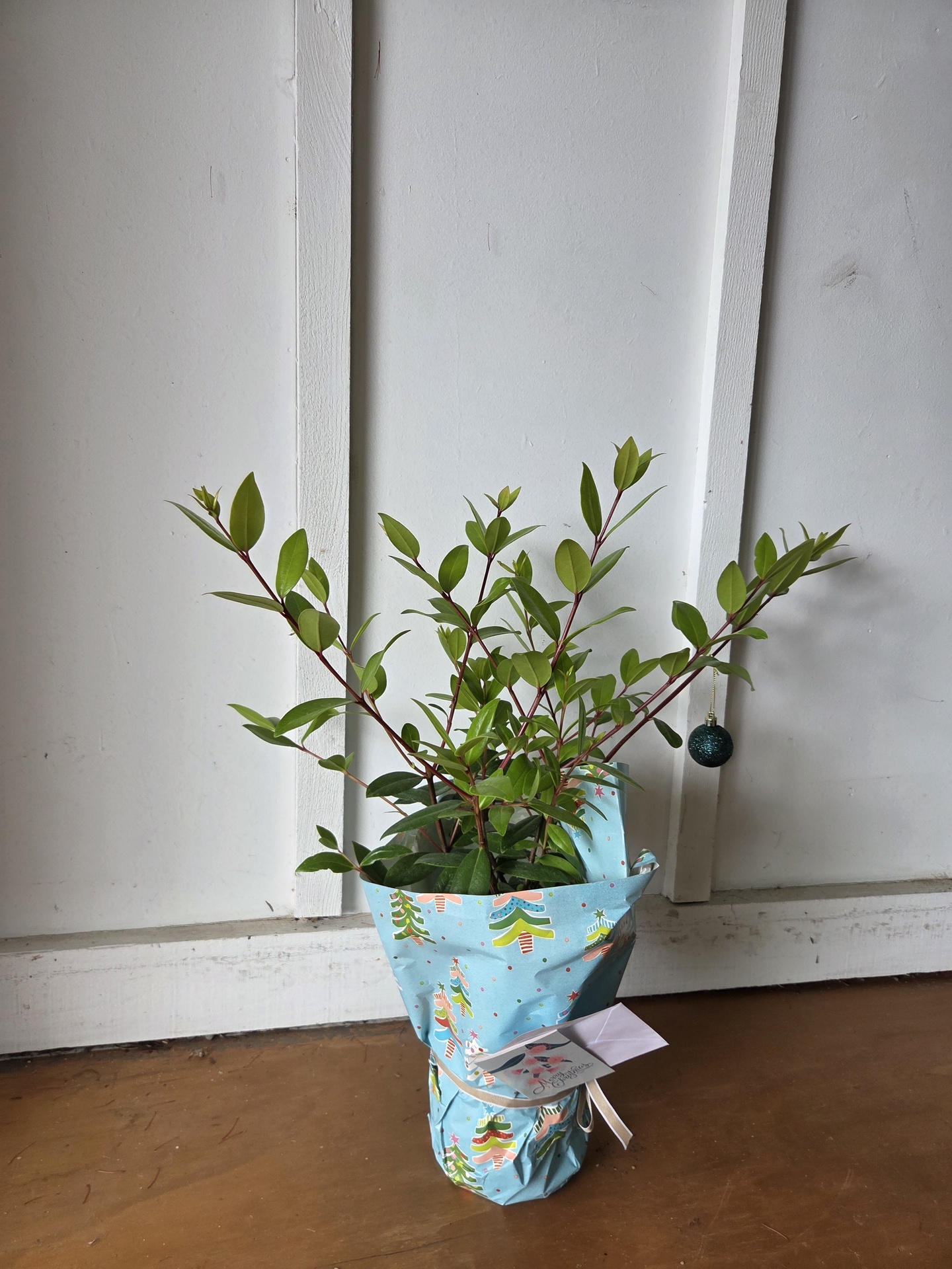 New Zealand Christmas Trees (x3 @ $49 ea.) Deal with free gifts - Image 2