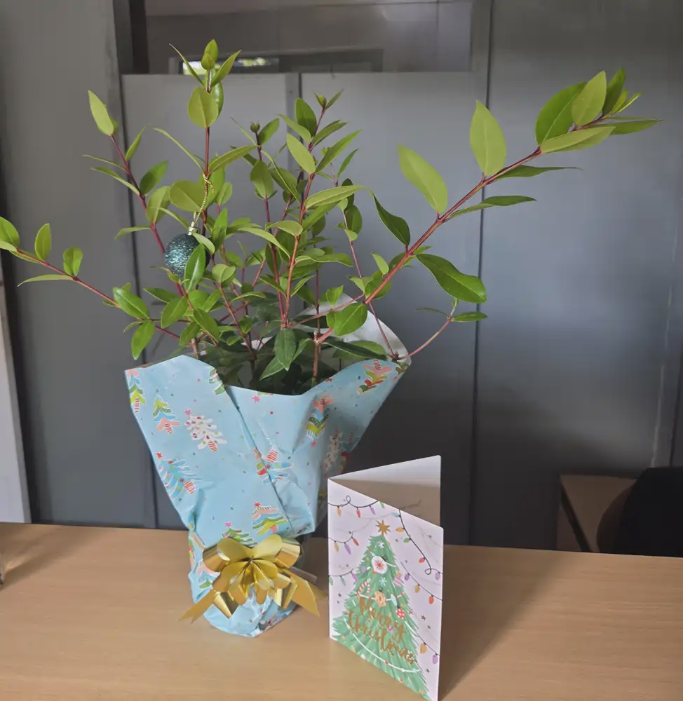 New Zealand Christmas Trees (x3 @ $49 ea.) Deal with free gifts