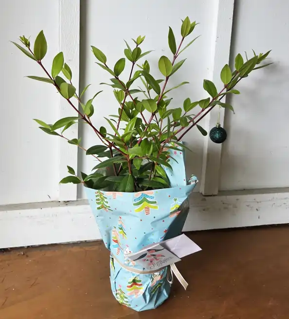 New Zealand Christmas Trees (x3 @ $49 ea.) Deal with free gifts - Image 3