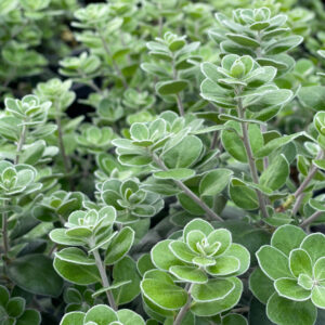 Pittosporum Pot Belly