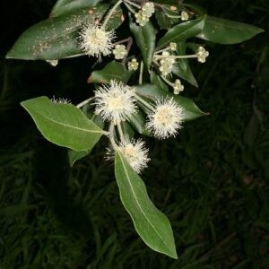 Syncarpia glomulifera, Turpentine Tree - Pot