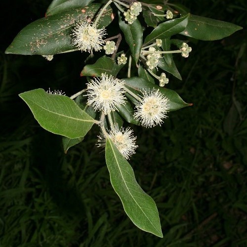 Syncarpia glomulifera, Turpentine Tree - Pot