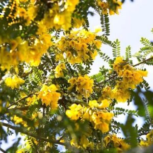 Sophora Sun King, Chilean Kowhai - 3.3Ltr