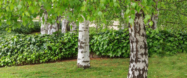 TreatMe Special - Ornamental tree deal - Image 4