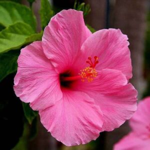 Hibiscus Agnes Gault