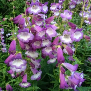 Penstemon Alice Hindley