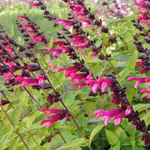 Salvia Amante