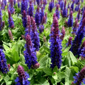 Salvia n.  Apex Blue