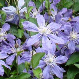 Clematis Arabella