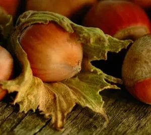 Hazelnut Barcelona Pb6.5