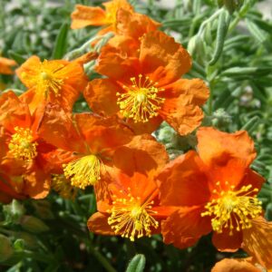 Helianthemum Ben Vane