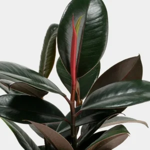 Ficus elastica Black Knight