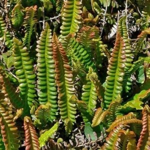 Blechnum penna-marina, Alpine Water Fern - Pot