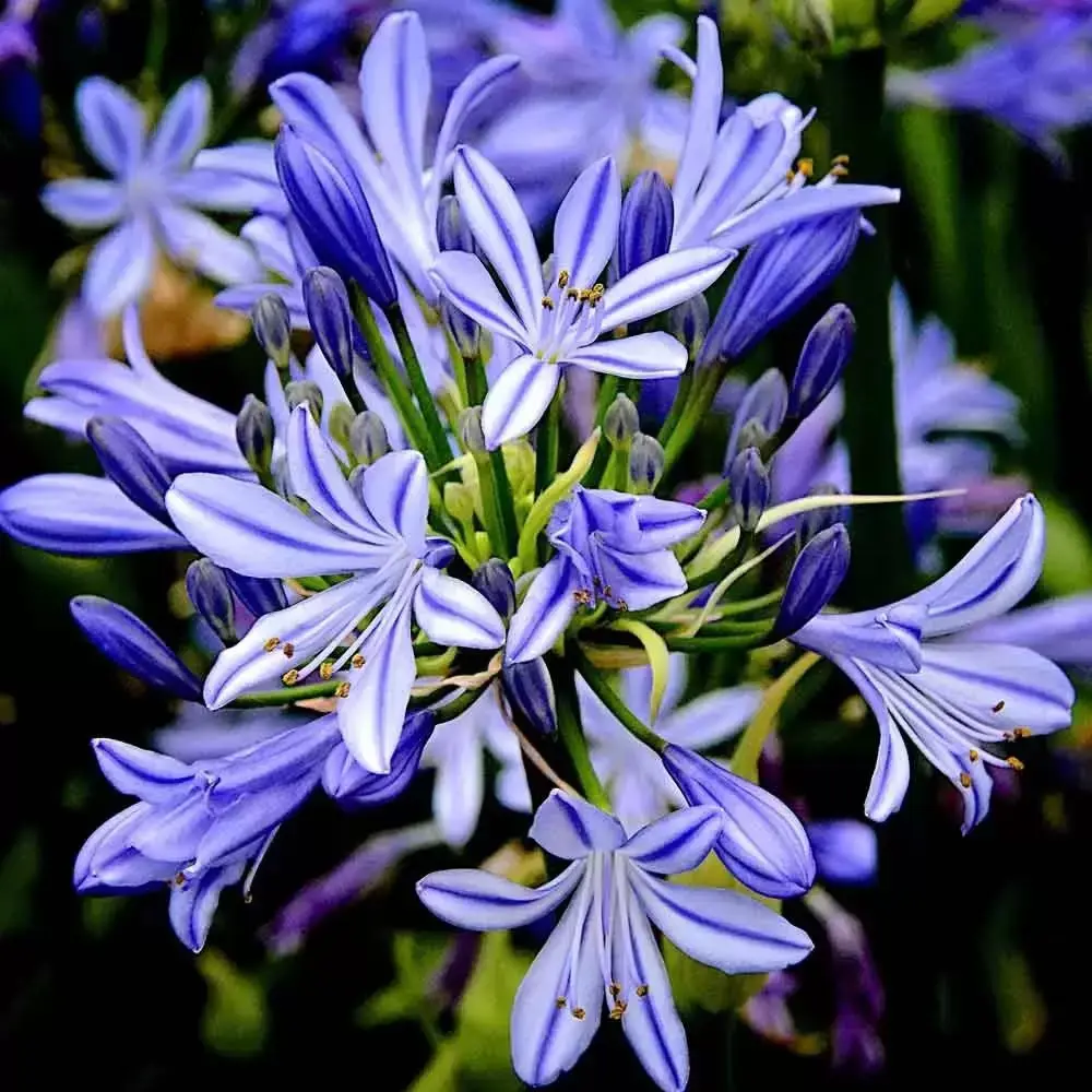 Agapanthus Finn Blue