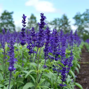 Salvia n. Blue Queen